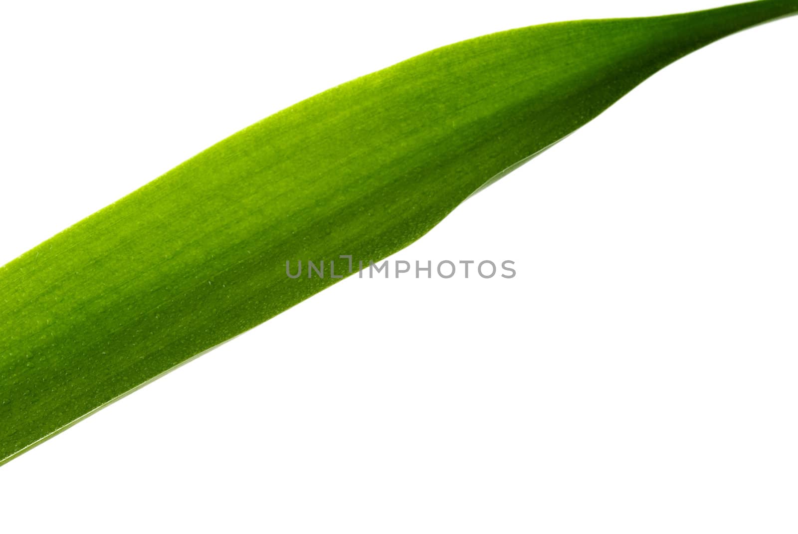 Green Leaf isolated on a white background. 