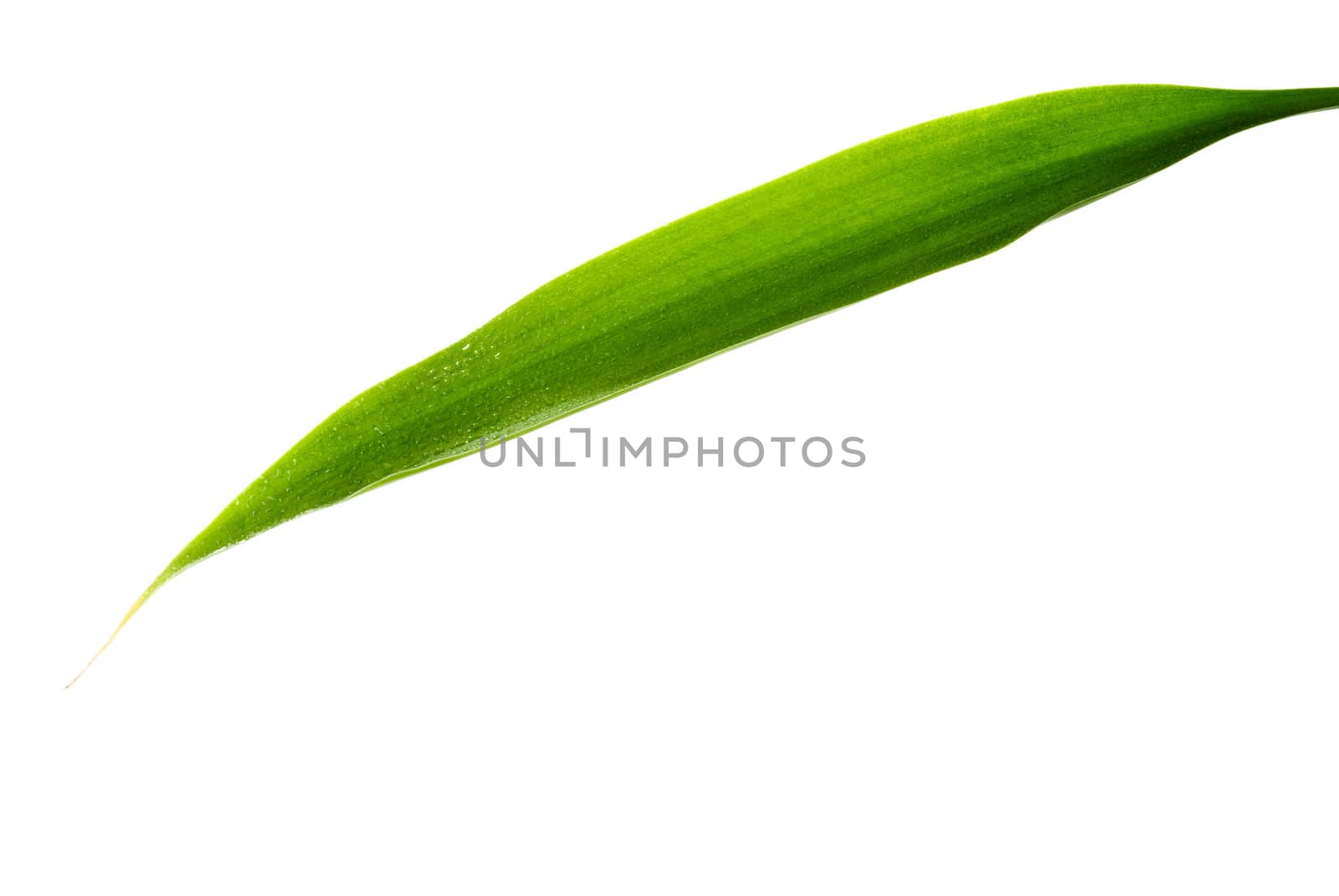 Green Leaf isolated on a white background.