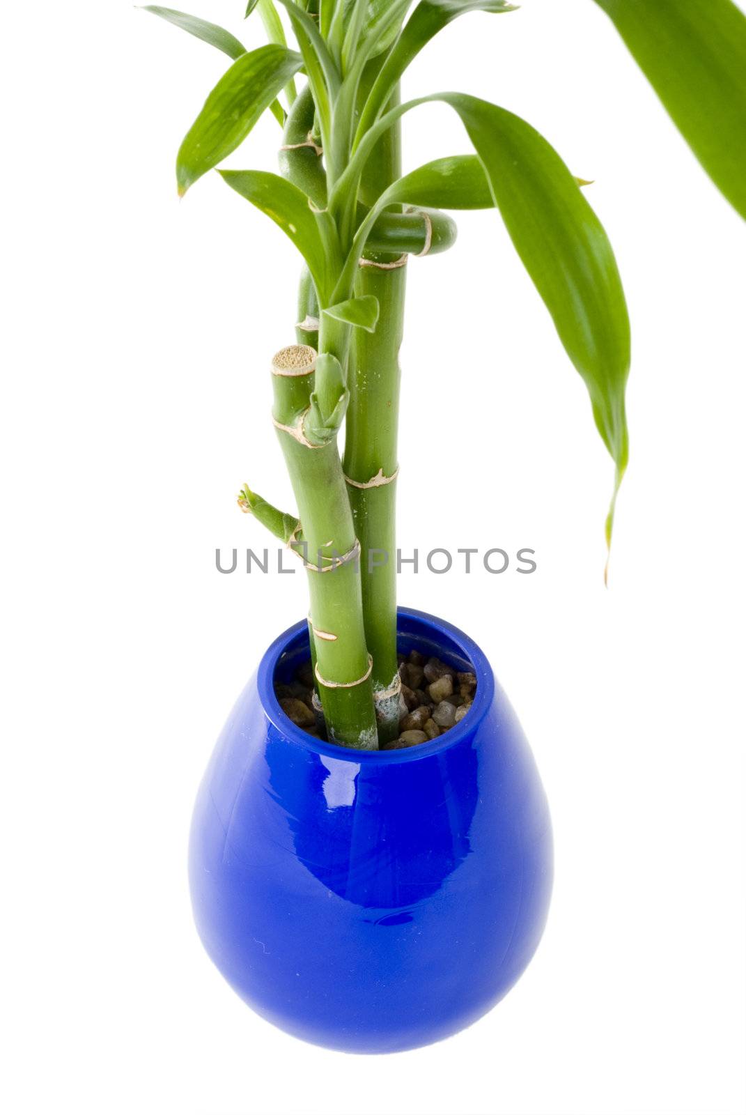 Plant in a pot by eugenef