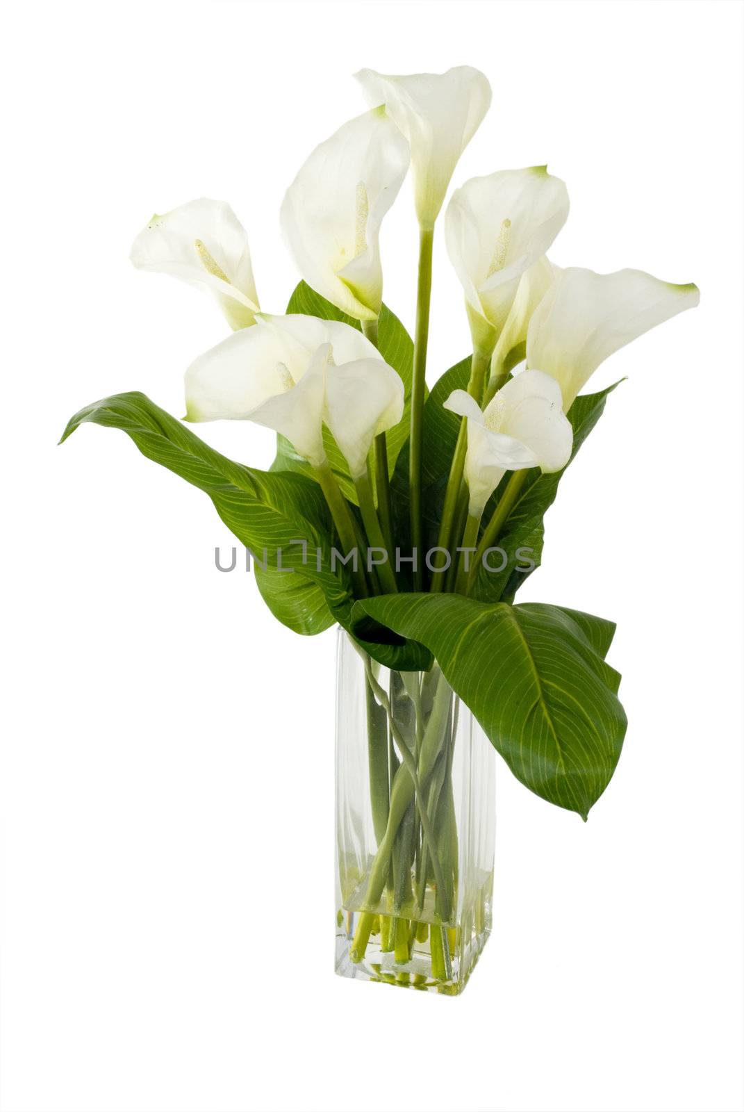 A green plant in a vase on an isolated background.