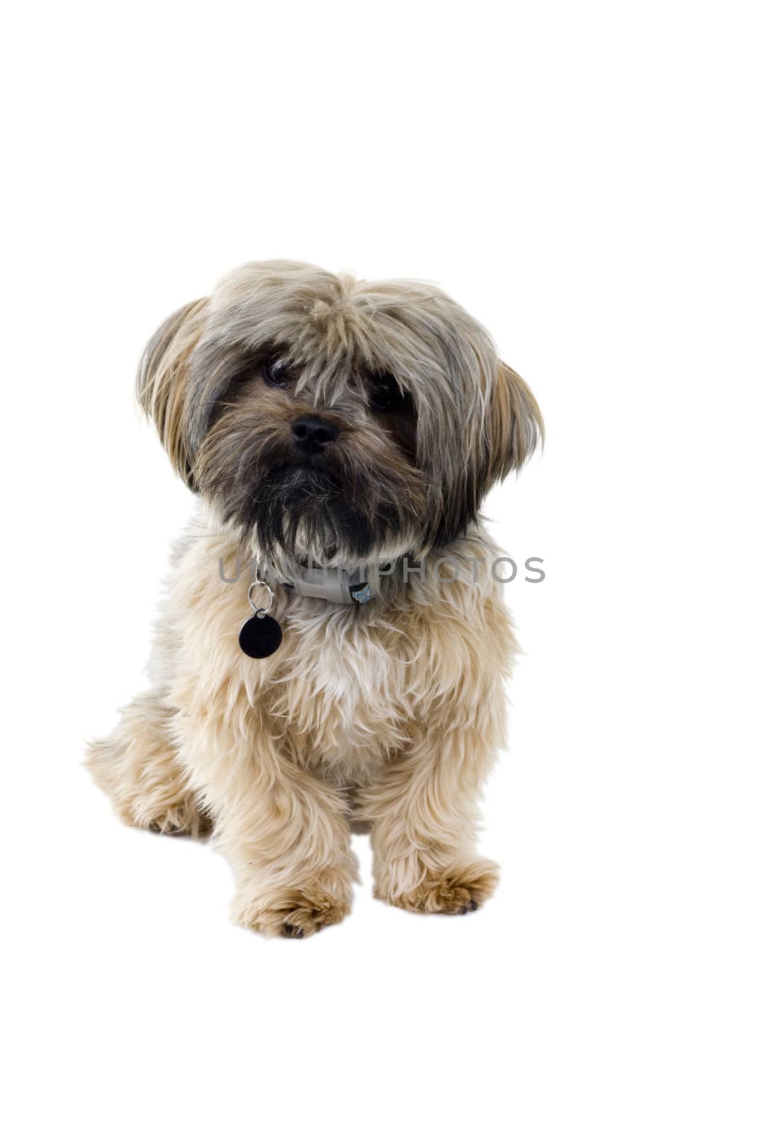 An isolated puppy on a white background.