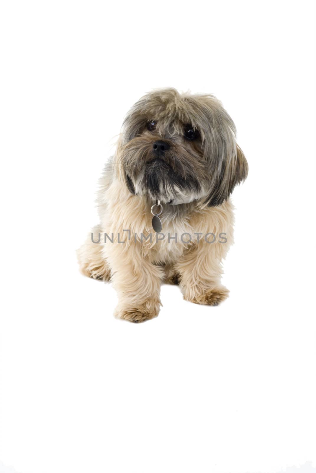 An isolated puppy on a white background.