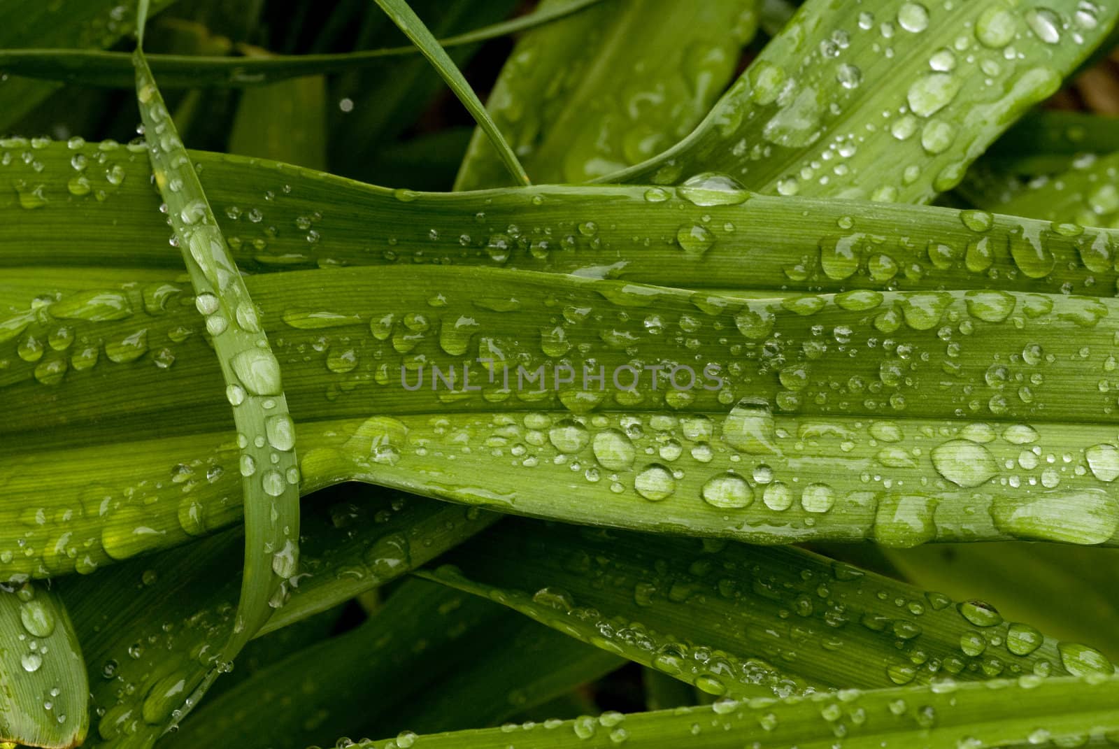 Green Leaves with rain droplets. 