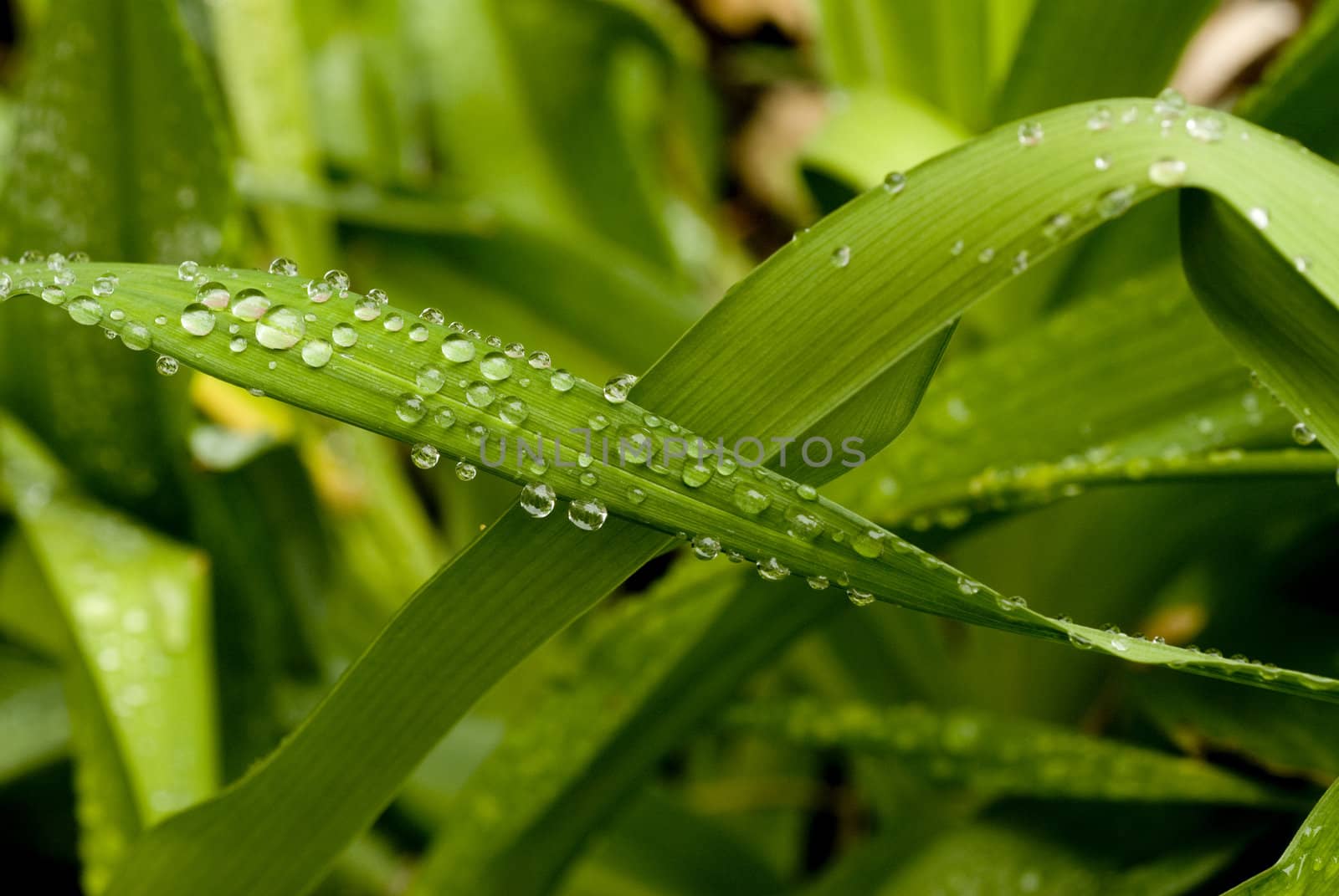 Green Leaves with rain droplets. 