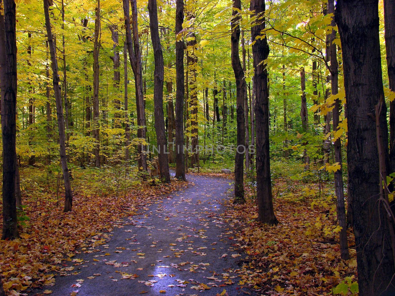 Trail in the forest. Beautiful fall season in Canada. 