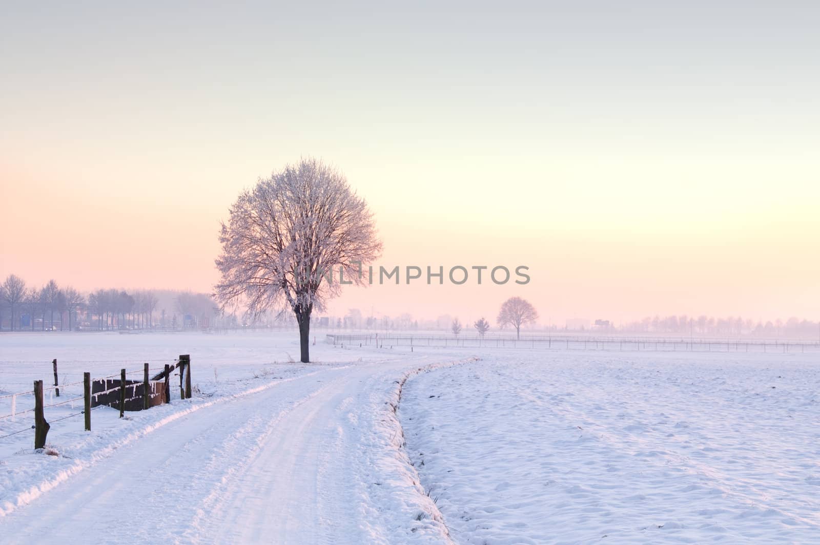 lone standing winter tree in a pale sunset landscape