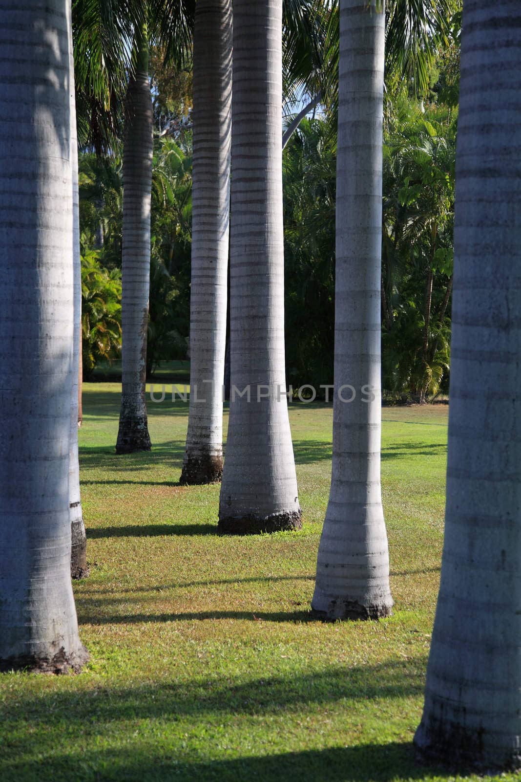 Palm garden.