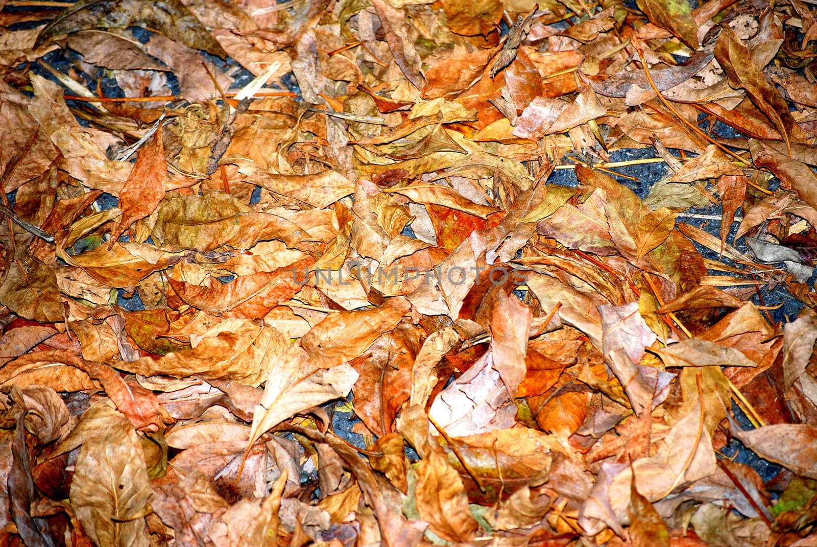 Autumn leaves. by oscarcwilliams