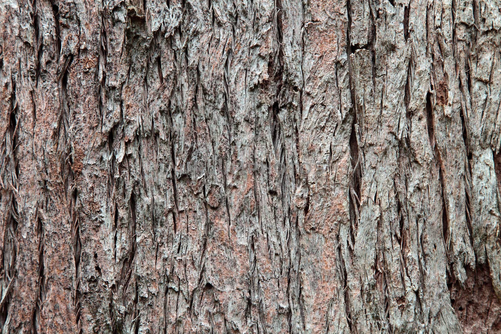 Tree trunk background texture.