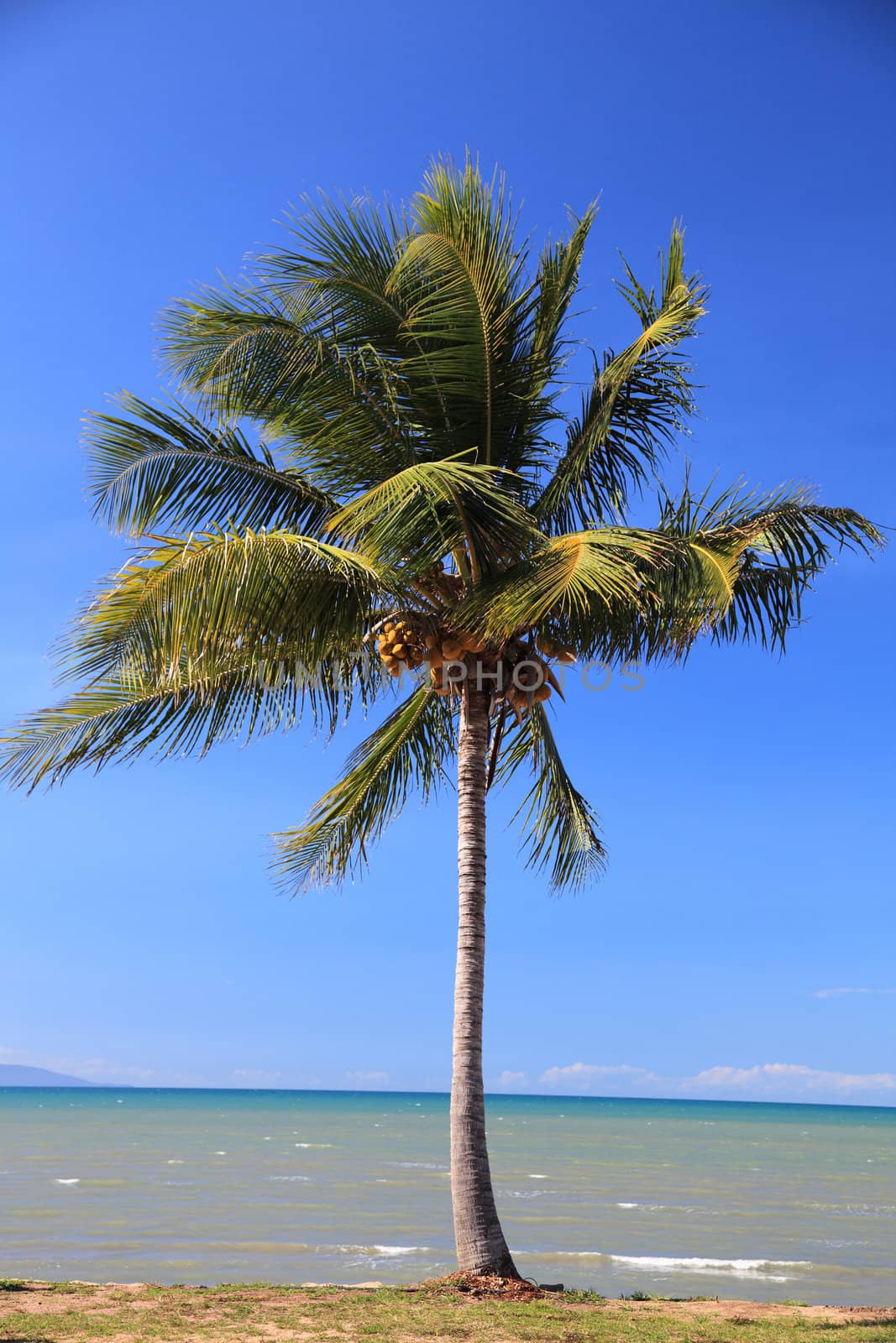 Tropical palm tree at the coast.