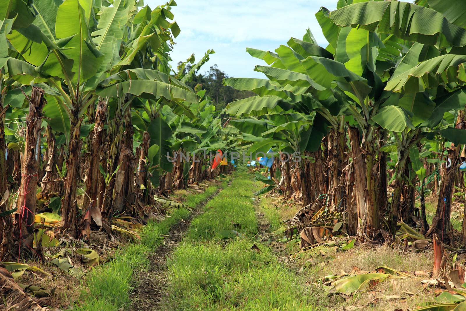 Banana plantation by kaarsten