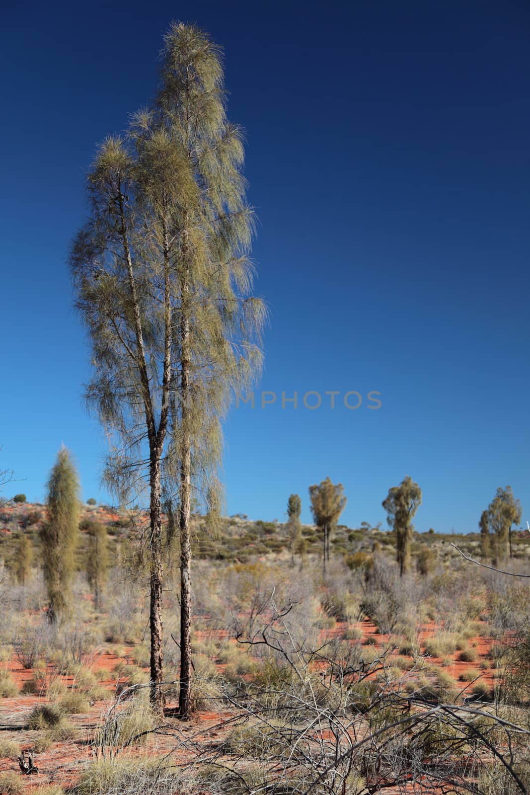 Landscape in central Australian desert.