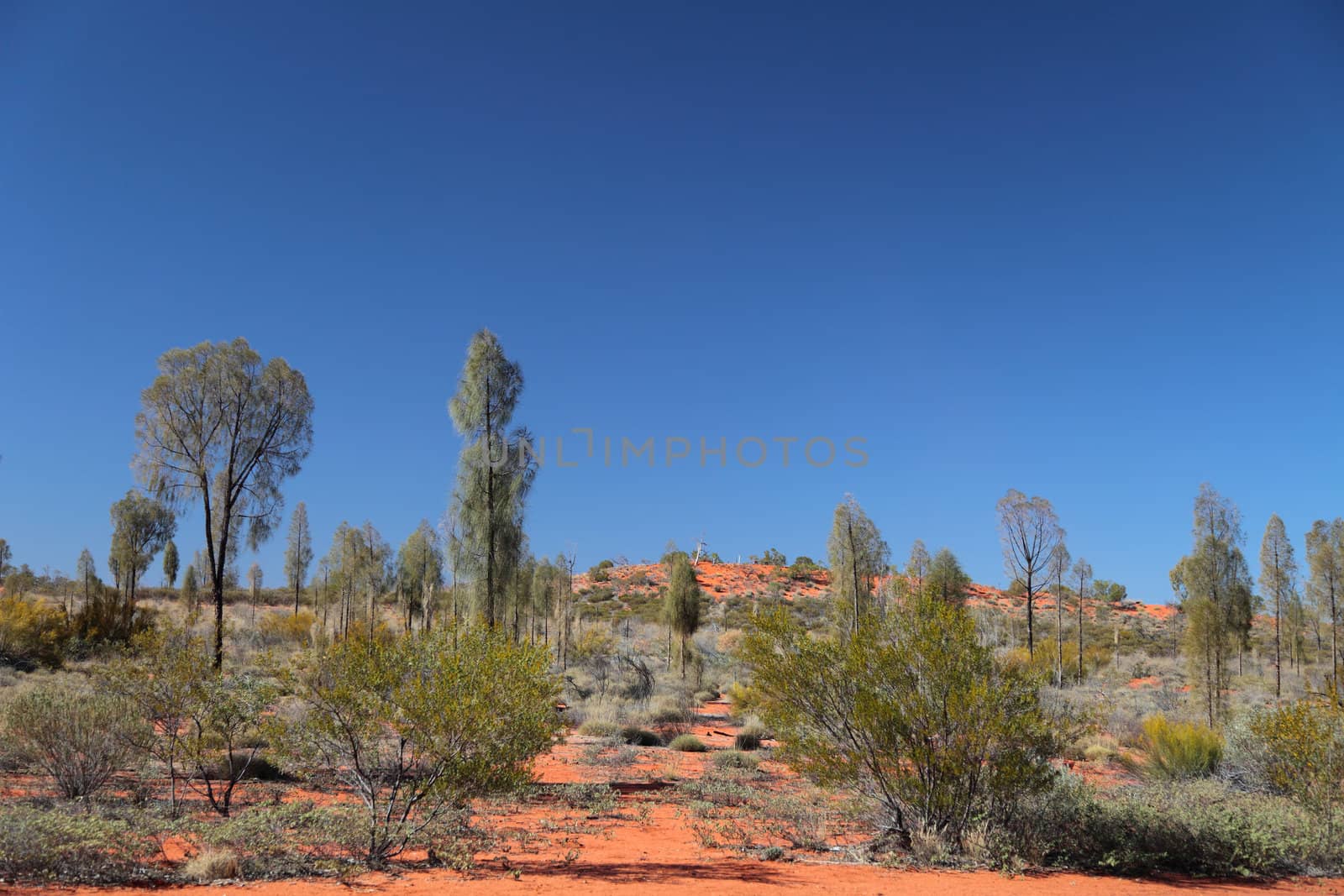 Vegetation in central Australia.