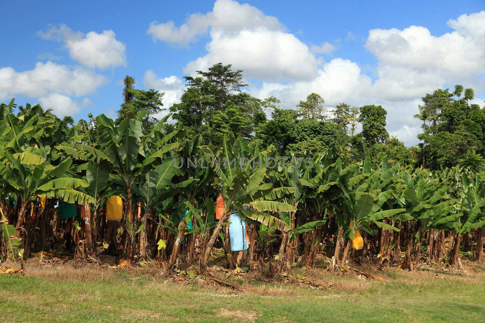 Banana plantation in Eastern Australia.