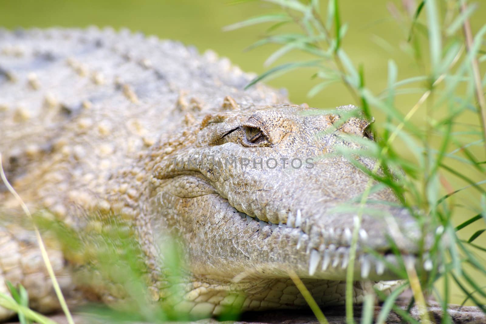 Resting crocodile.