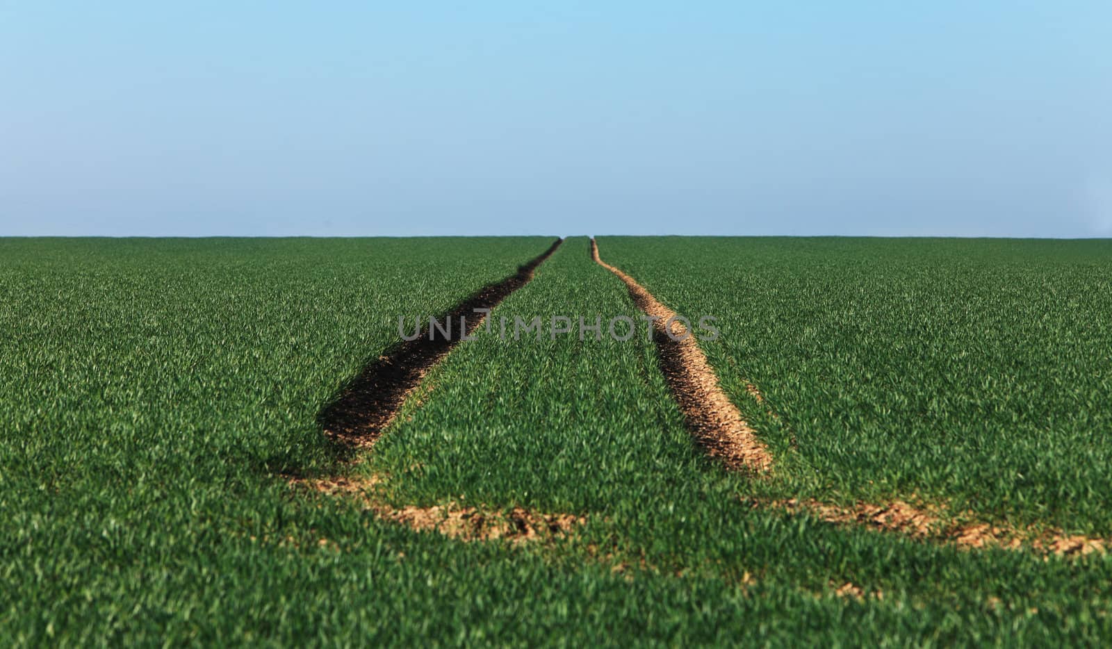 Tracks of a tractor in a green field in spring.