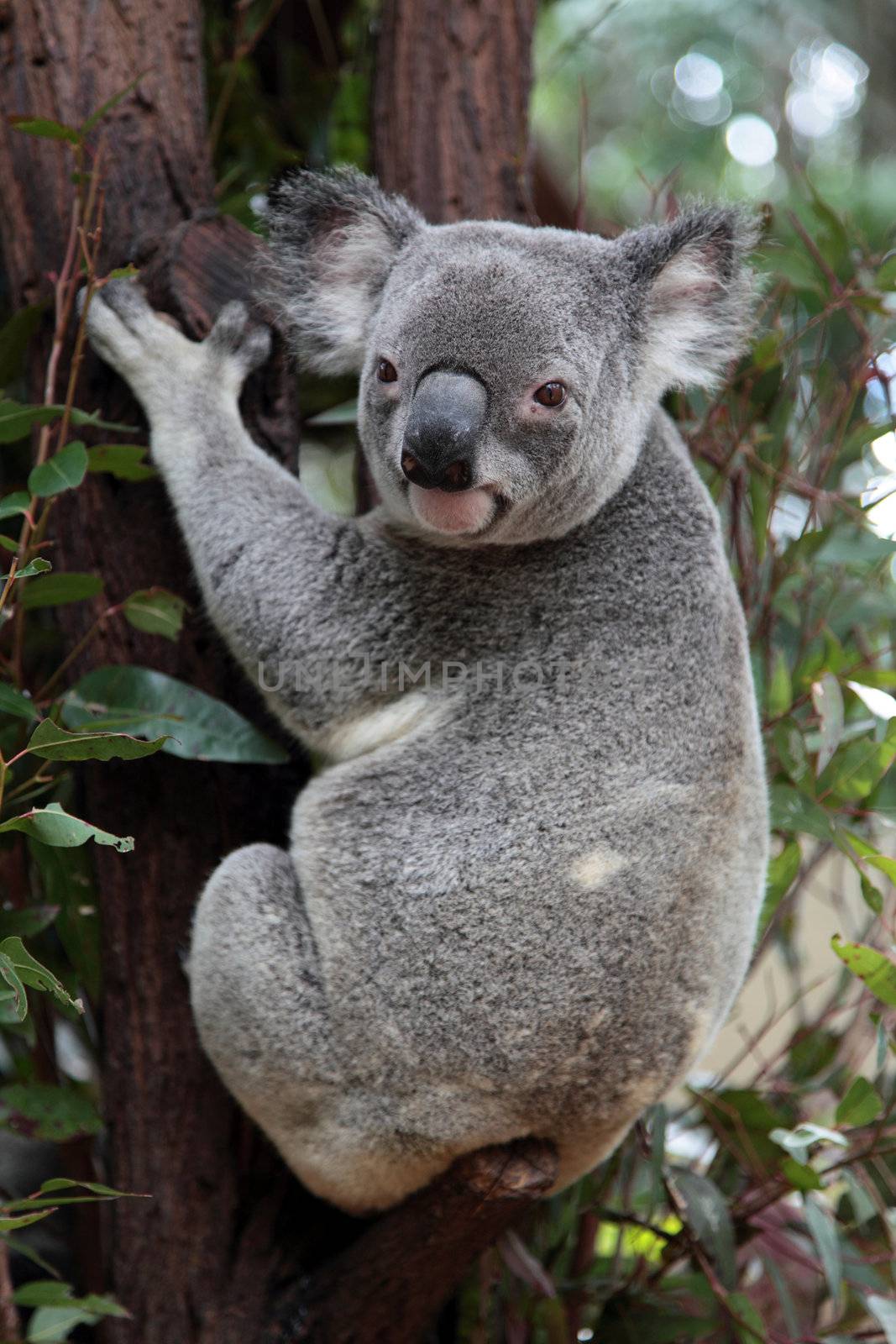 Koala sitting on an eucalyptus tree.