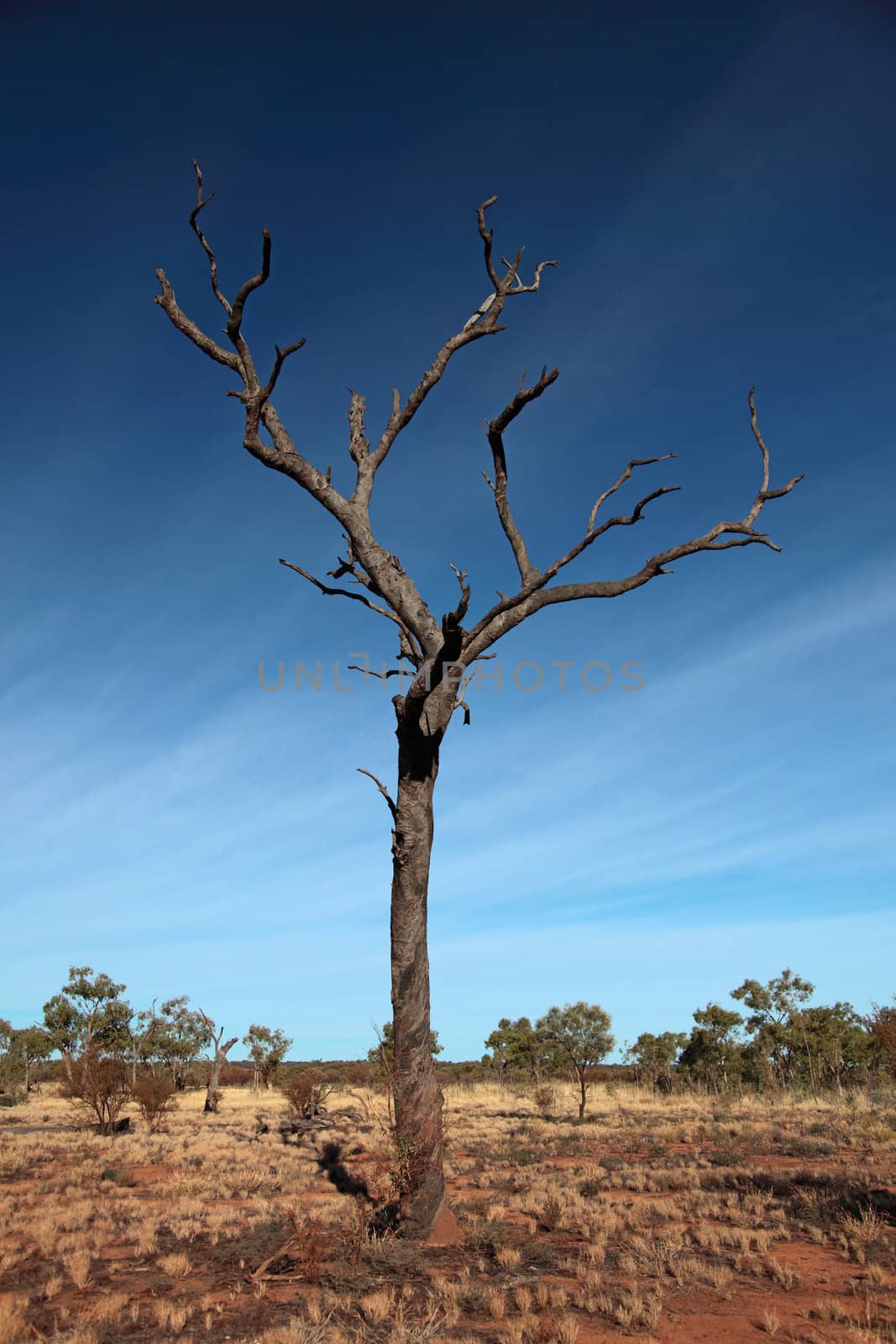 Dead standing tree in central Australia.