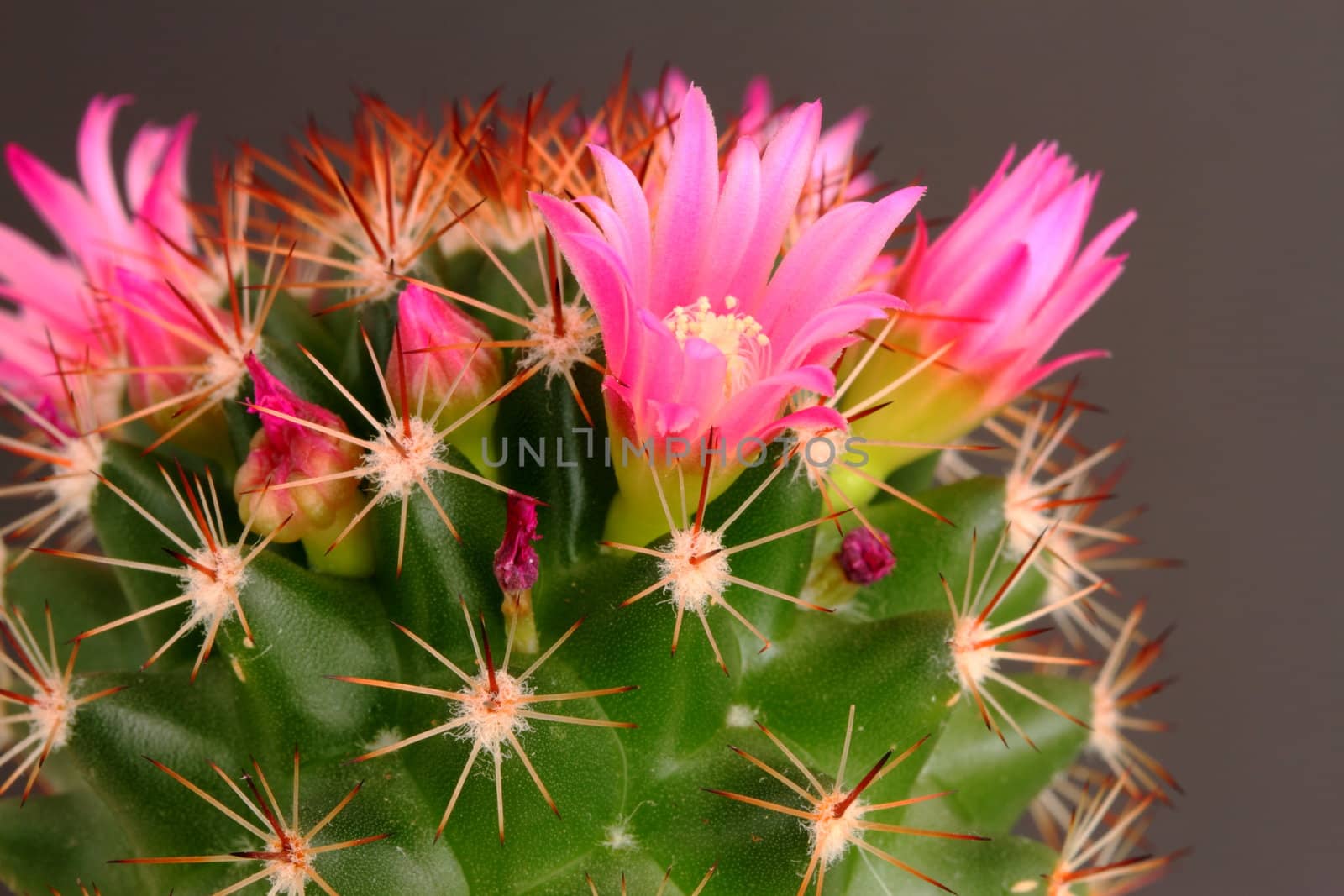 cactus in flower