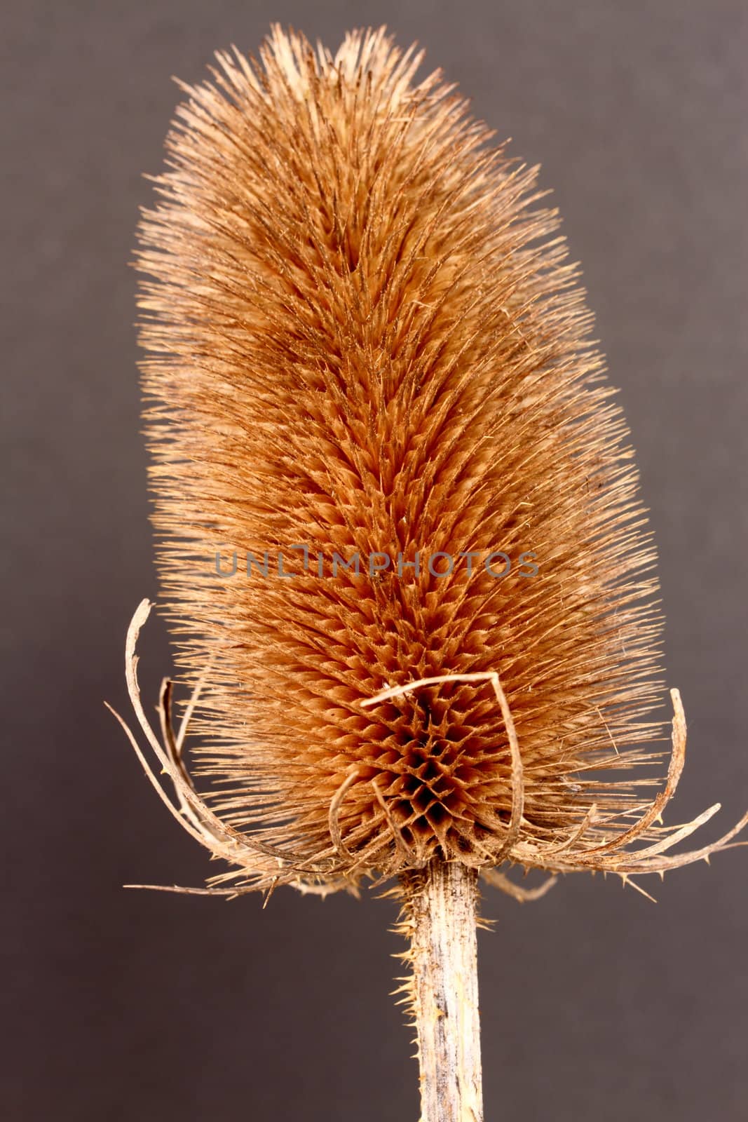 Teasel