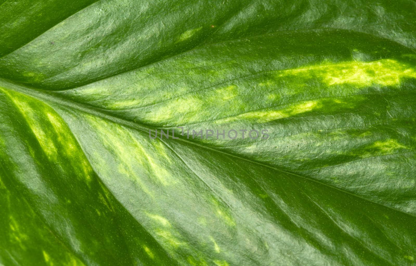 Texture of a green leaf as background 