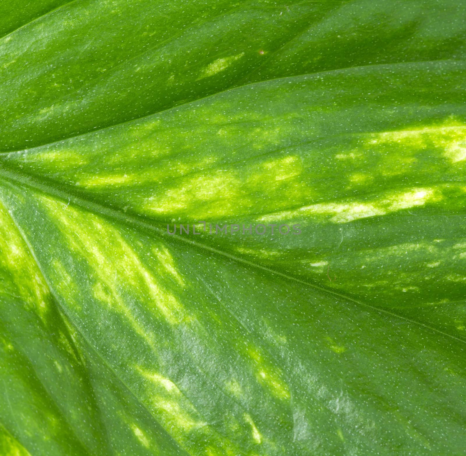 Texture of a green leaf as background 