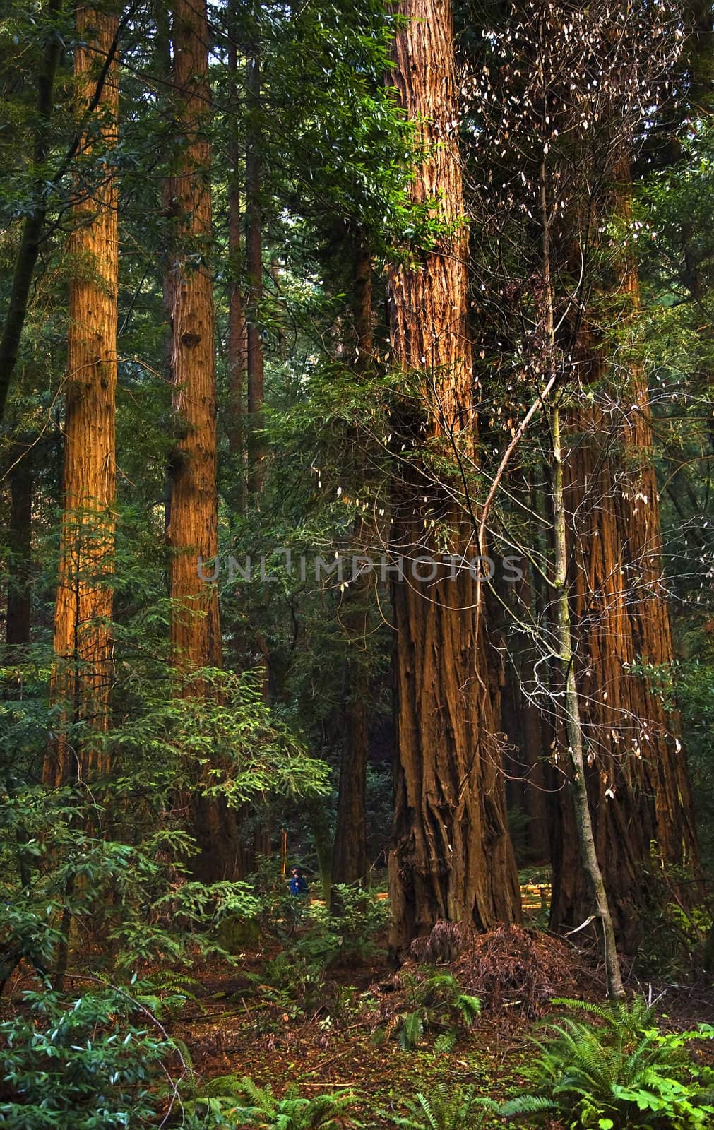 Giant Redwood Trees Tower Over Hikers Muir Woods National Monume by bill_perry