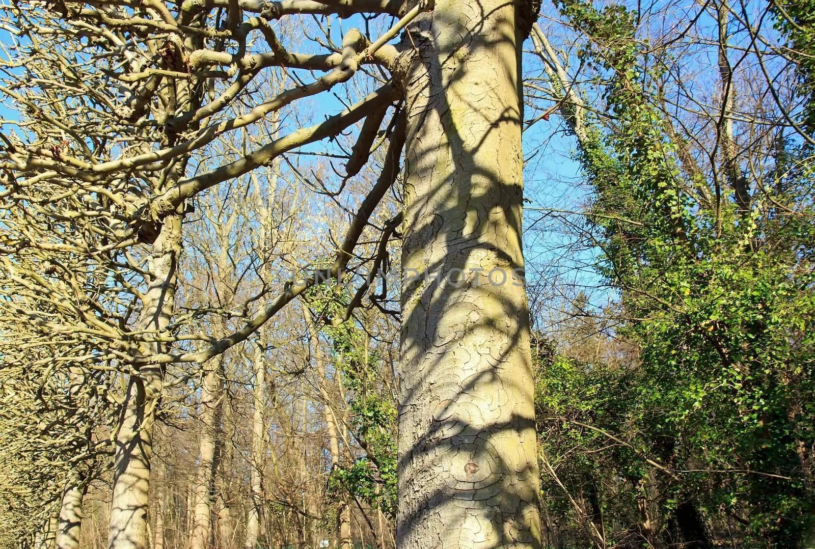 Winter trees, shadows on a trunk, the opposition between the green ivy and the bare branches