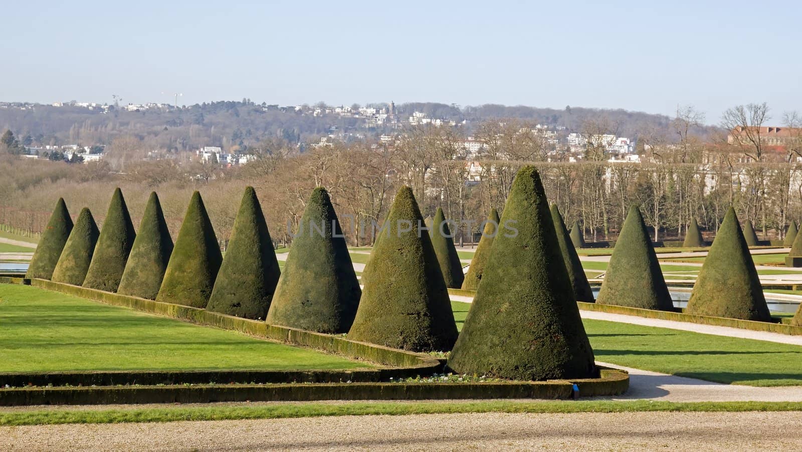shrubs trimmed into a cone, a French garden, castle park near Paris (France)