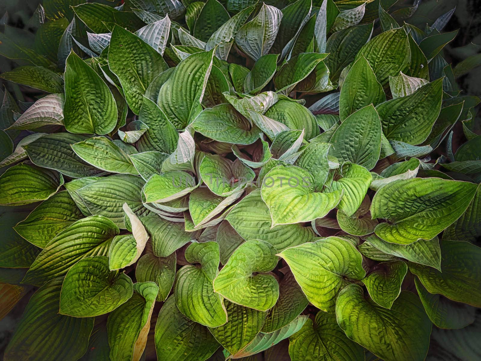 Hosta background by ABCDK
