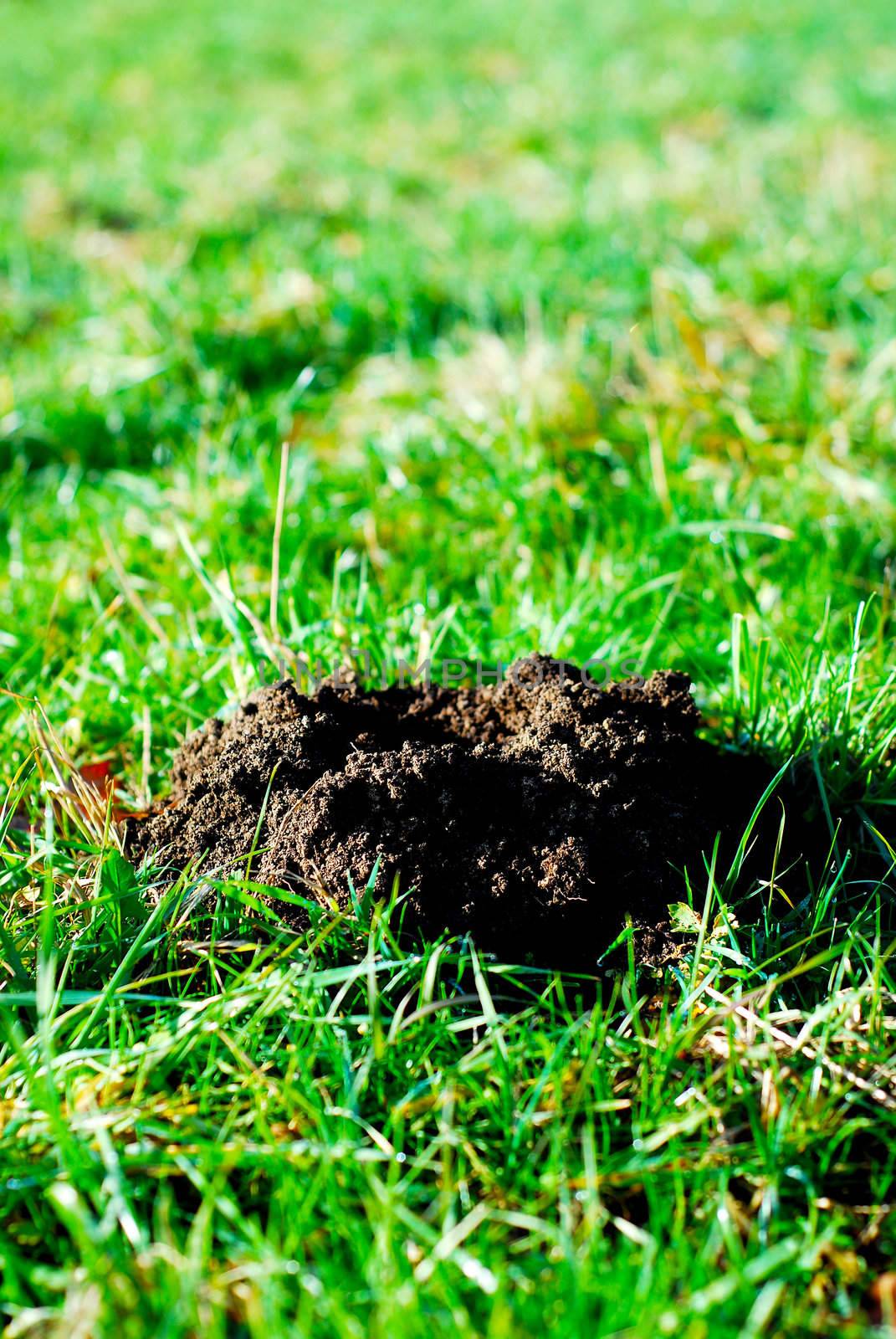 Fresh molehill on a green meadow garden