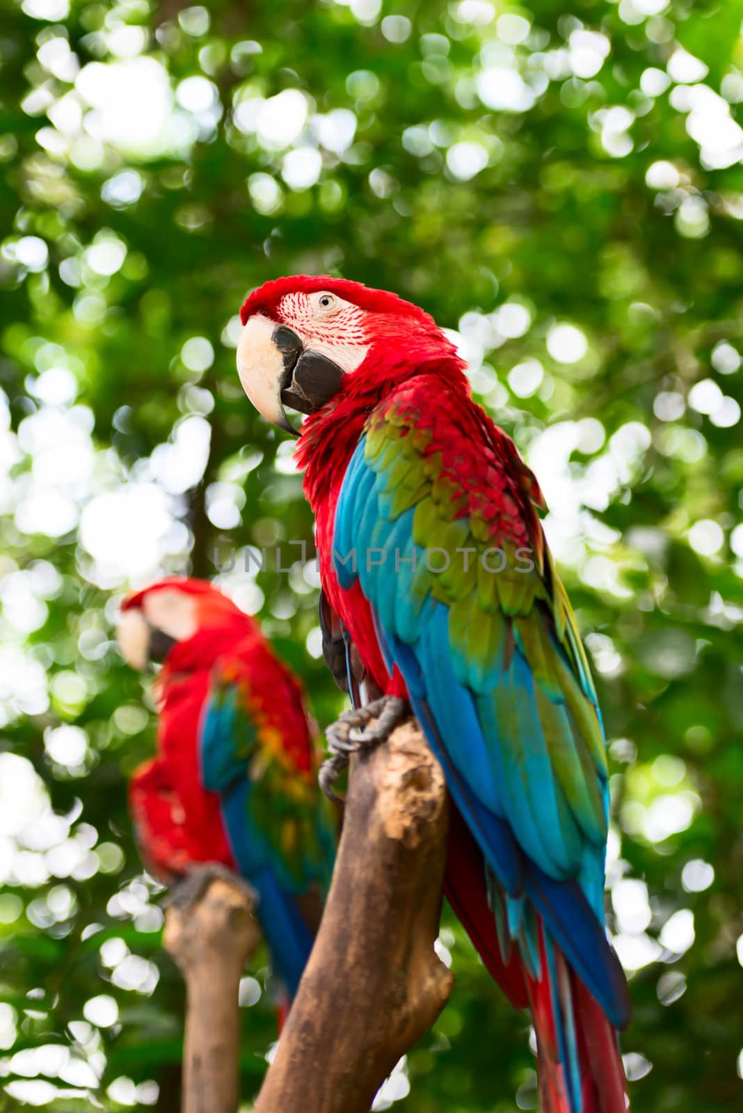 Two big macaw bird parrot (Ara ararauna) sitting on log with green leaves on background