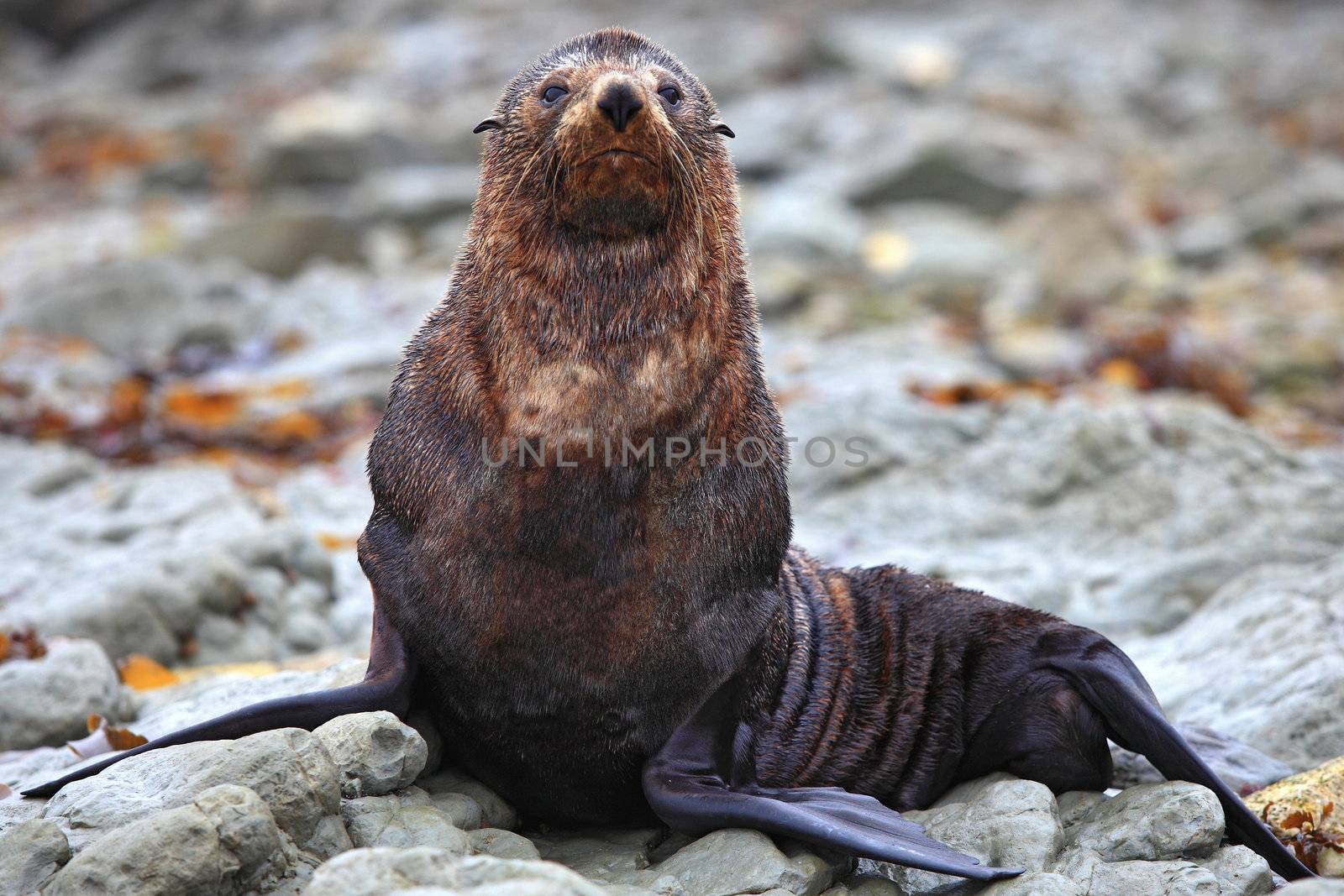 wild seal at Seal colony in Kaikoura New Zealand, close up