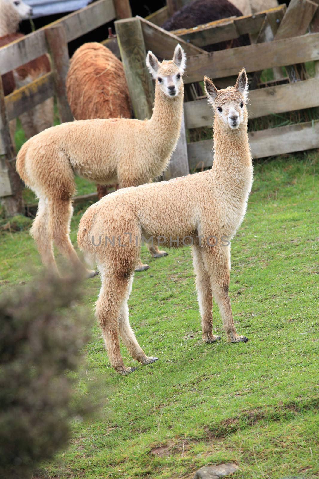 two brown lamas in farm with green grass