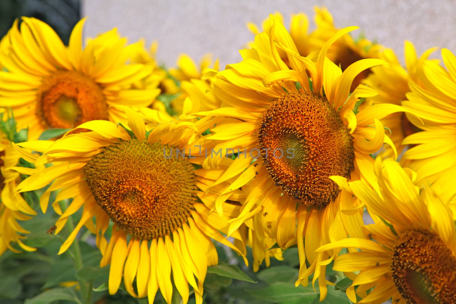 Sunflower Fields