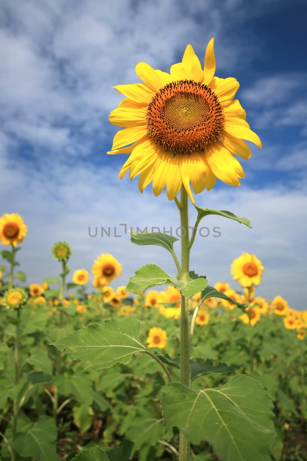 Sunflower