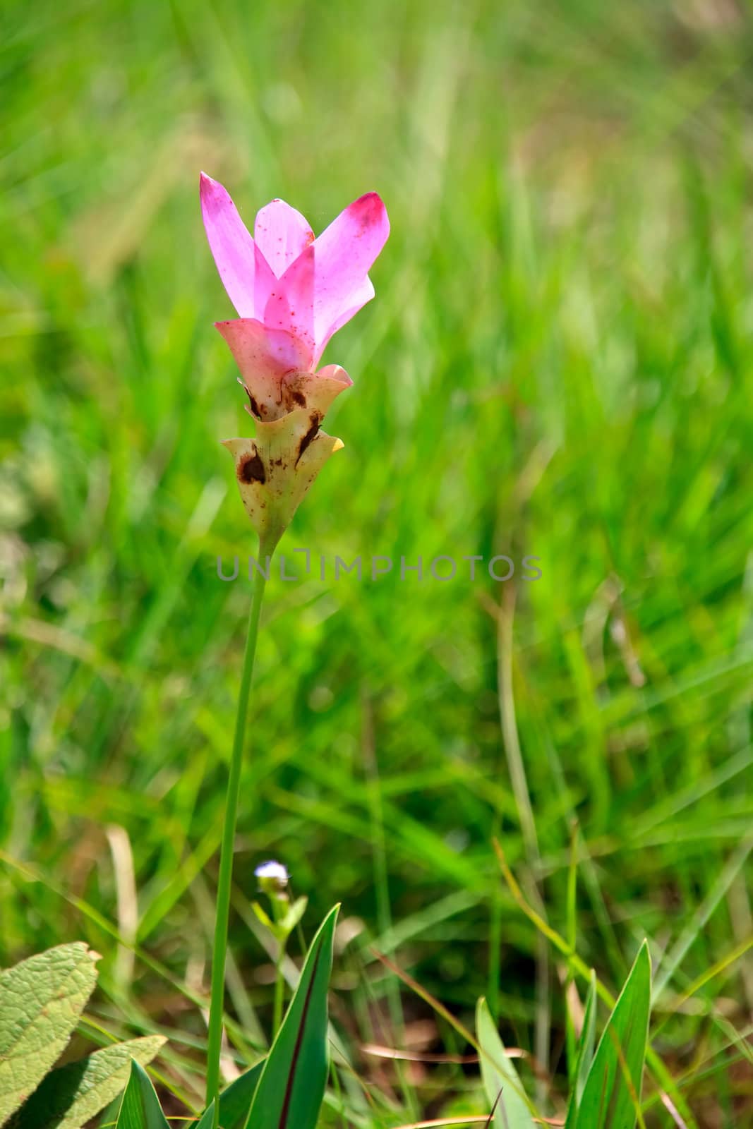 Siam Tulip on the Grass