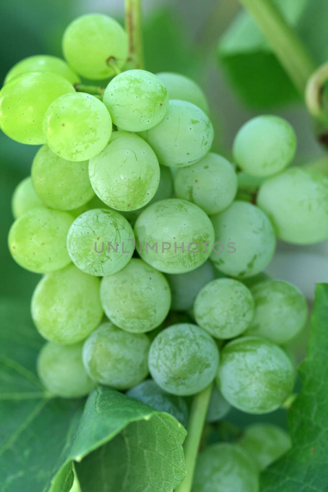 ripe grapes