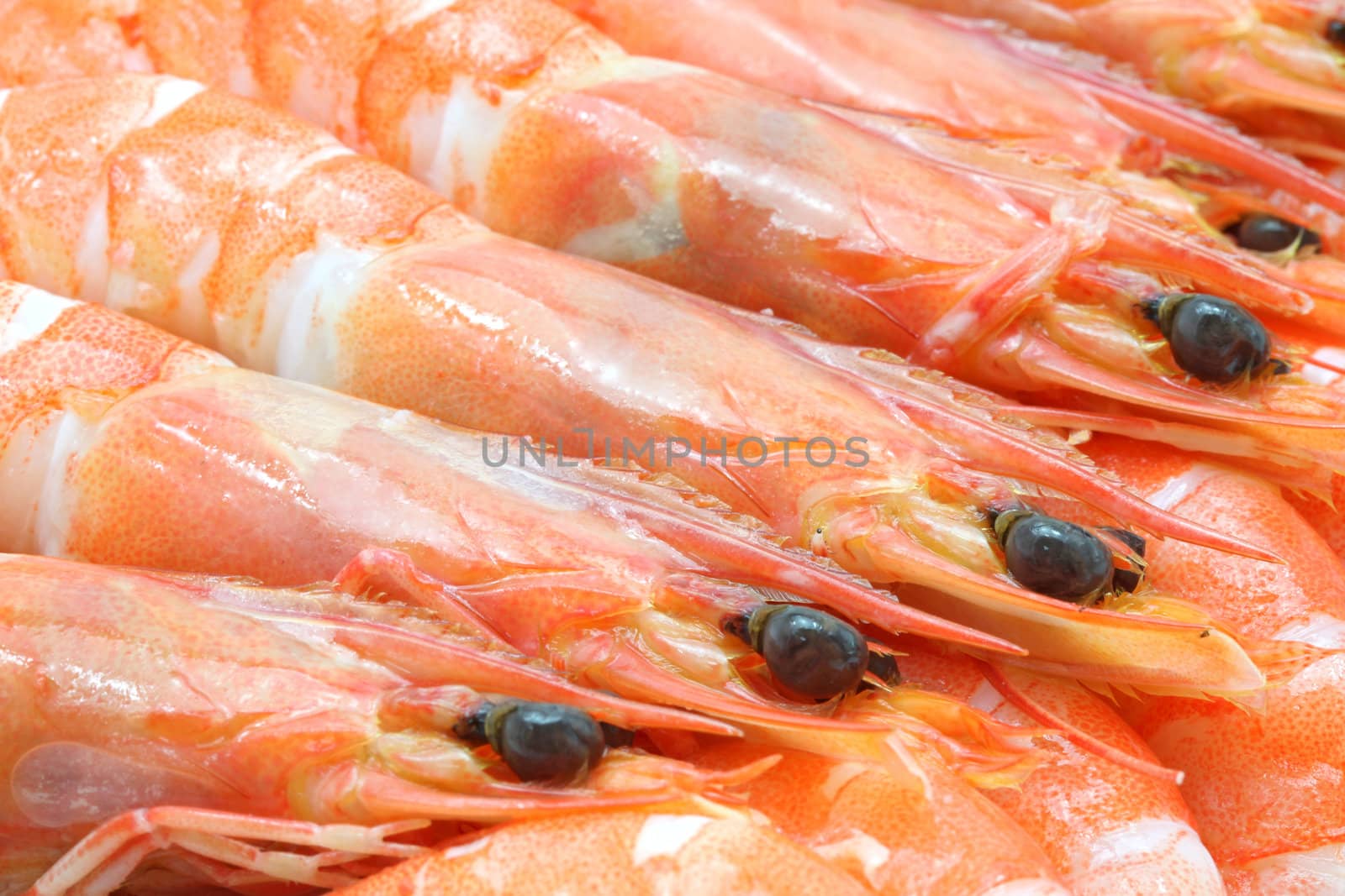 boiled Shrimp cocktail background using as healthy eating concept