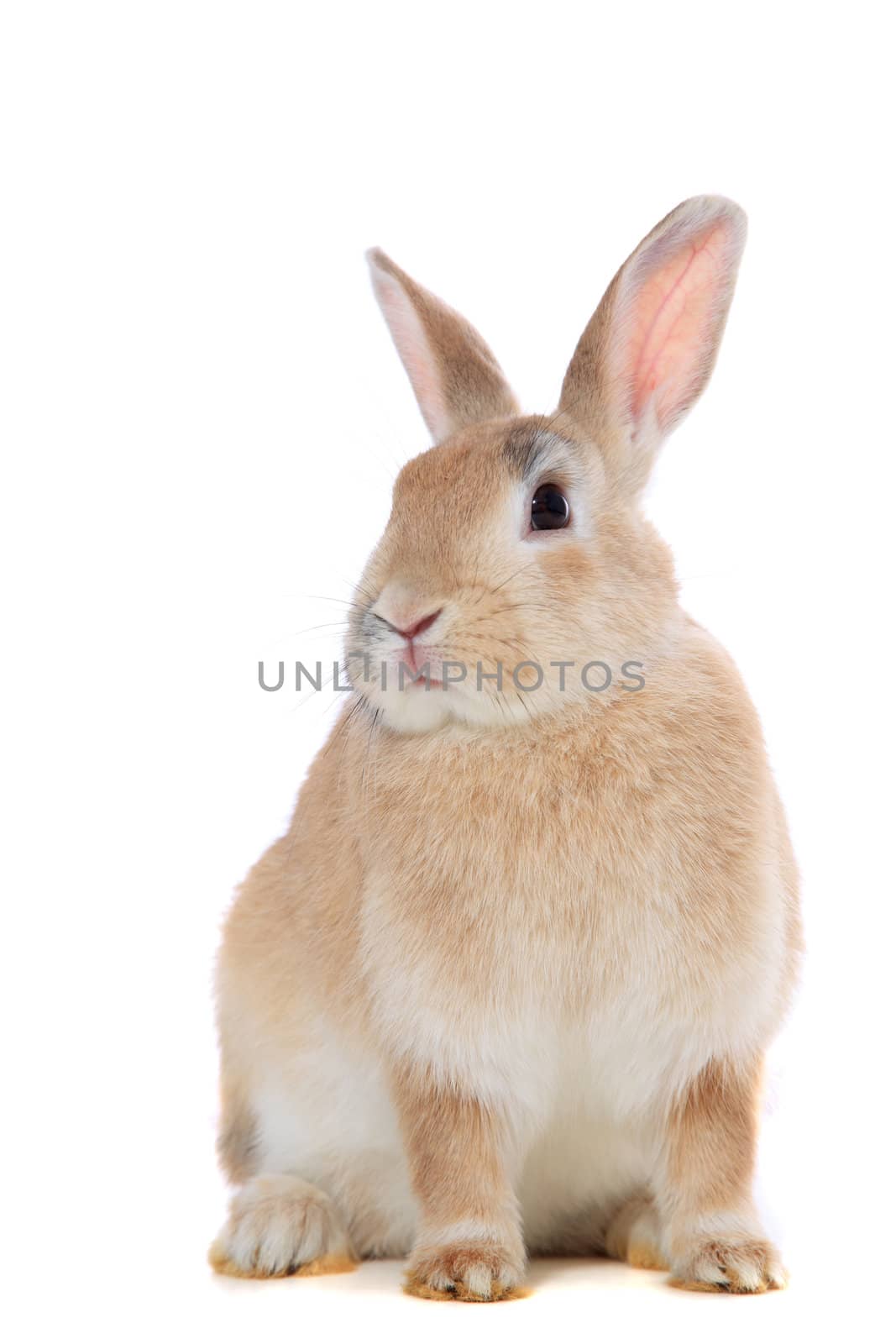 Cute little brown bunny. All on white background.