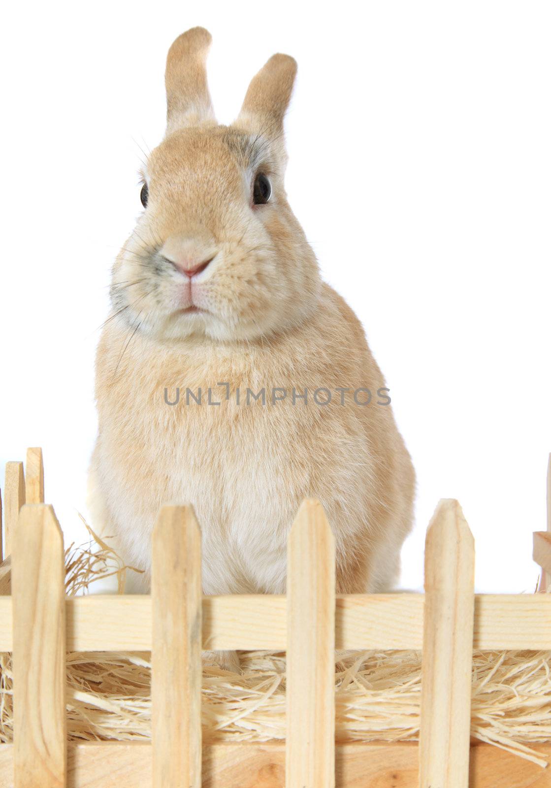 Cute little bunny. All on white background.