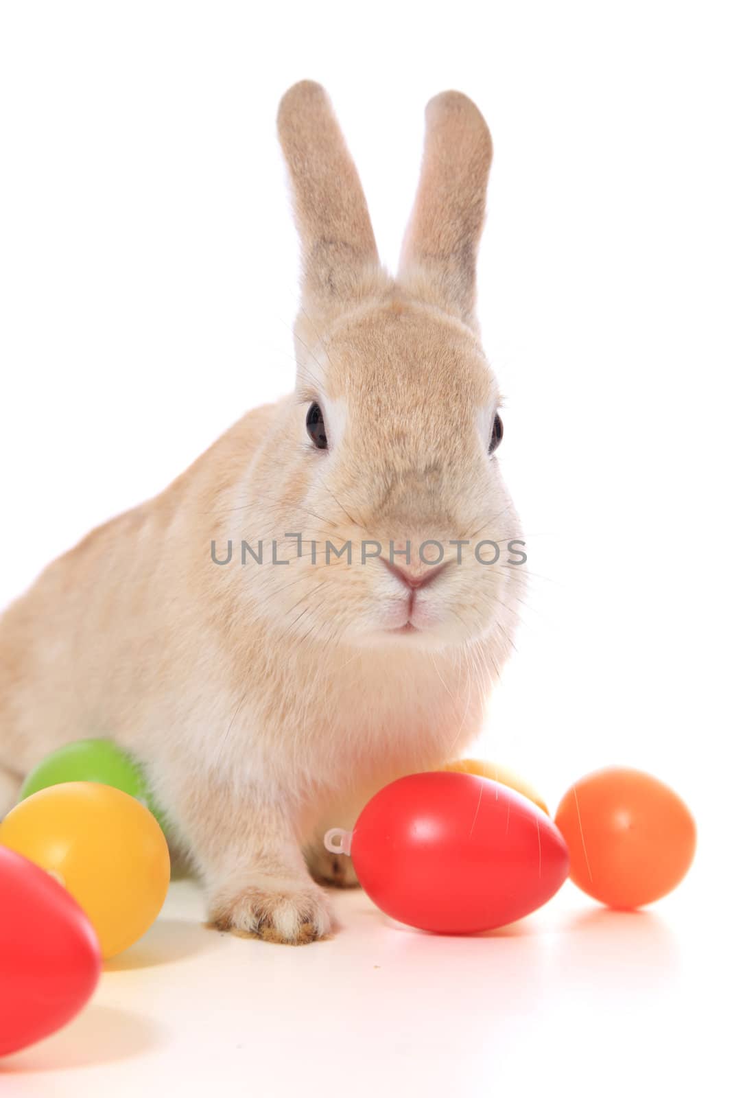 Cute little easter bunny with colored eggs. All on white background.