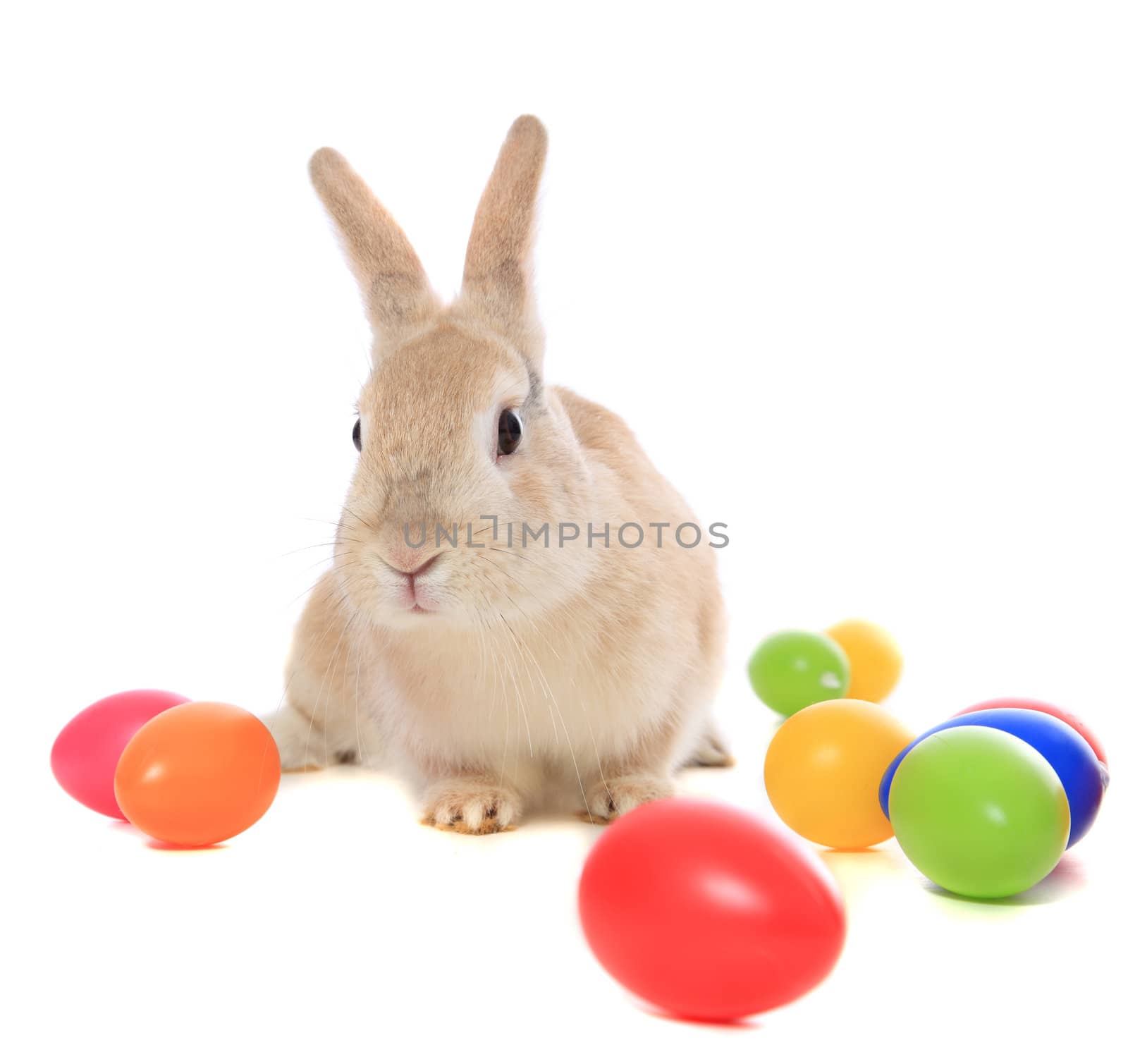 Cute little easter bunny with colored eggs. All on white background.