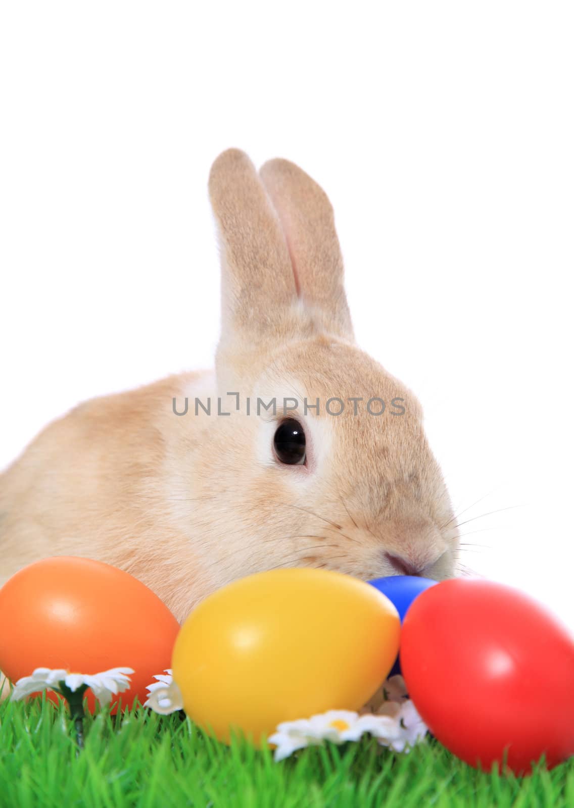 Cute little easter bunny on green meadow with colored eggs. All on white background.