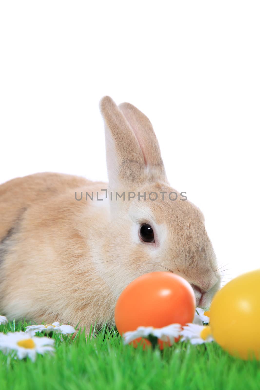 Cute little easter bunny on green meadow with colored eggs. All on white background.