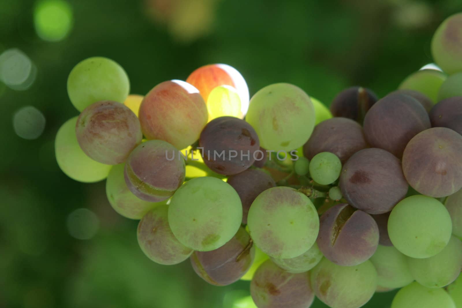 Yellow grapes