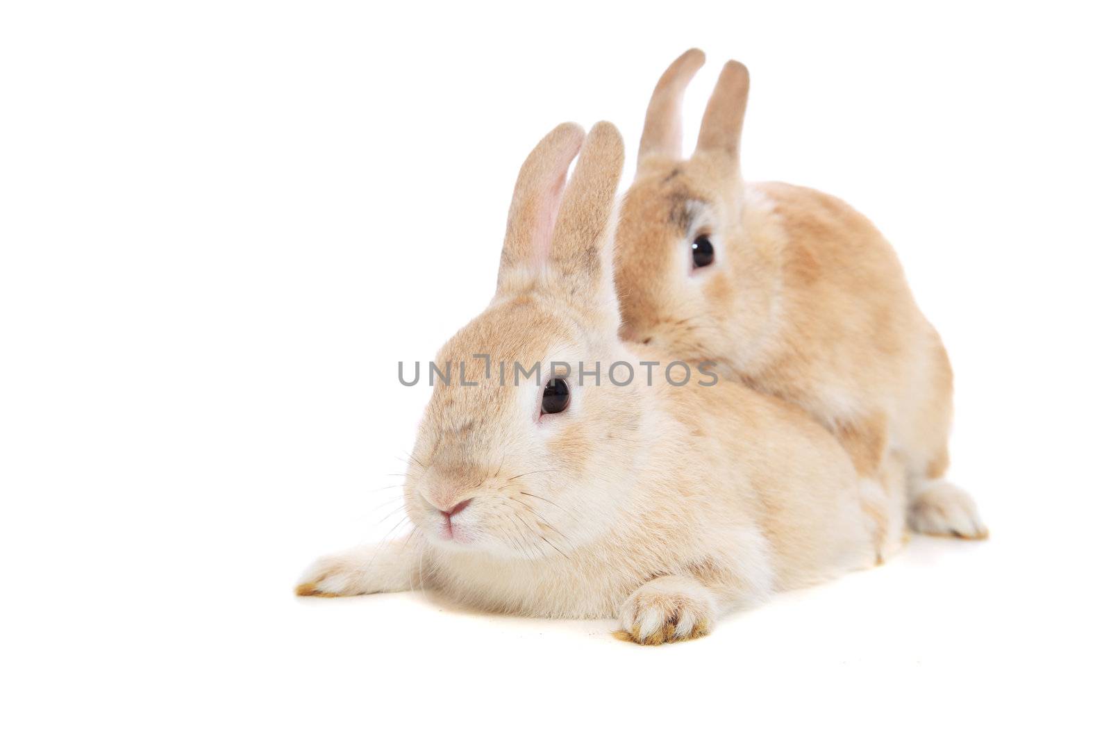 Mating rabbits. All on white background.