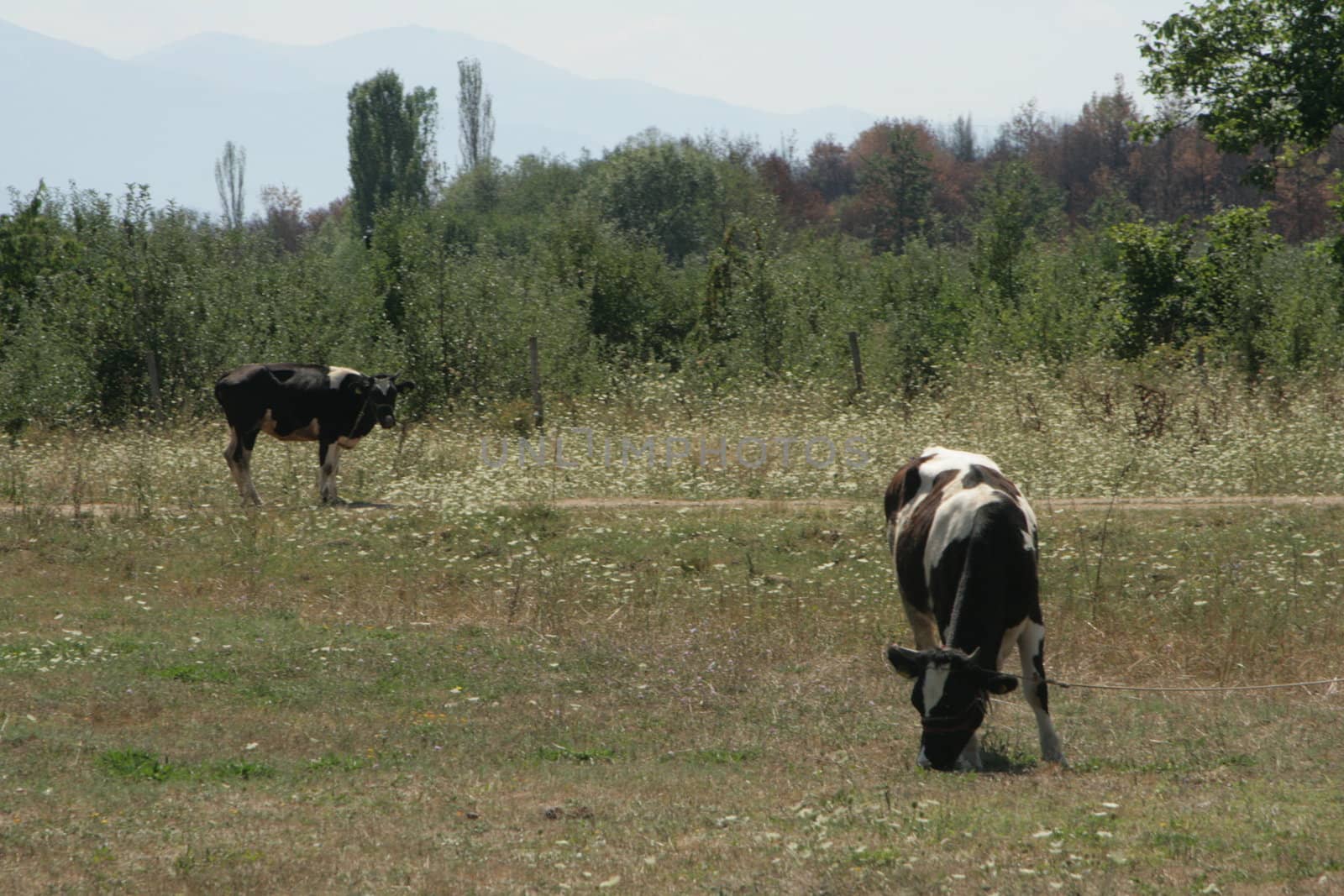 dairy cows grazing