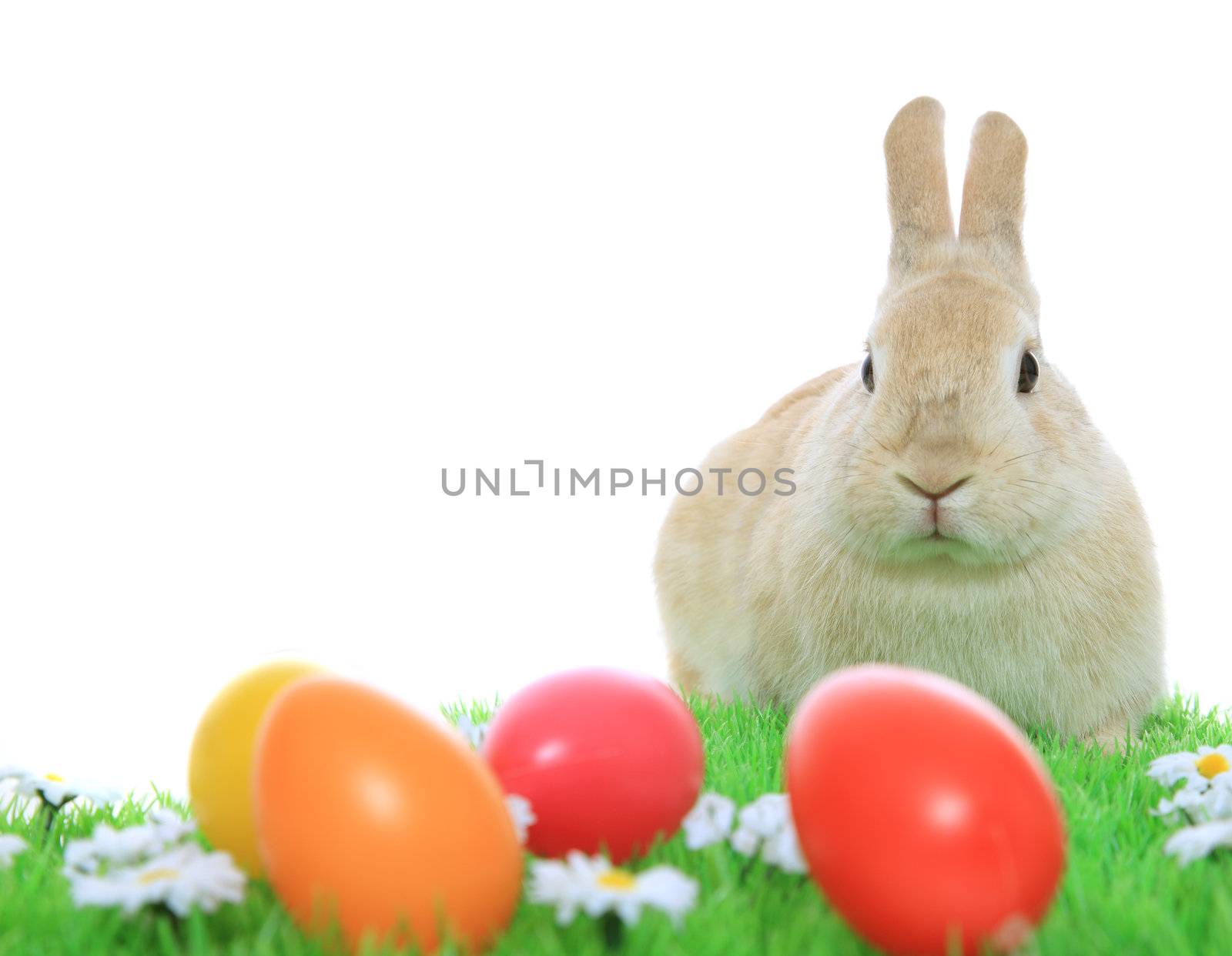 Cute little easter bunny on green meadow with colored eggs. All on white background.