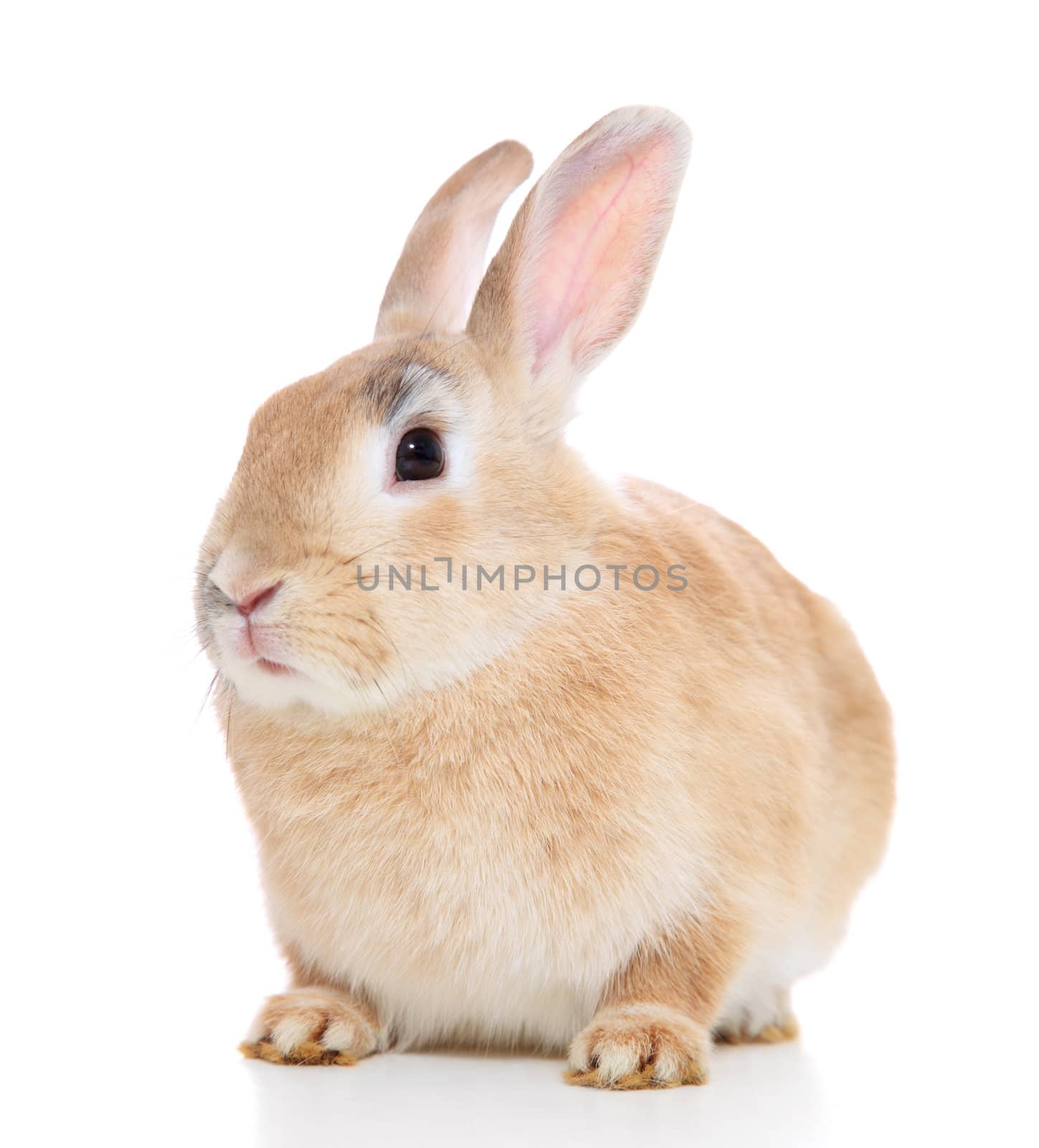 Cute little brown bunny. All on white background.